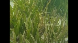 Mozambique. Vilanculos (2) Seagrass & orange coral. Algas y coral naranja. 2016