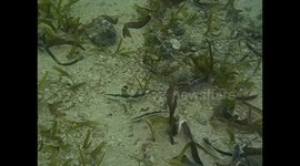 Mozambique. Vilanculos (3) Fishes camouflaged sand color. 2016