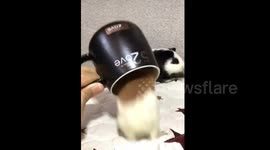 Guinea pig refuses to leave mug