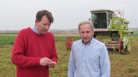 Brit farmers celebrate their first ever crop of lentils