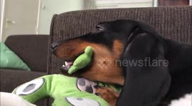 Dachshund looks completely hypnotized while chewing on her stuffed animal