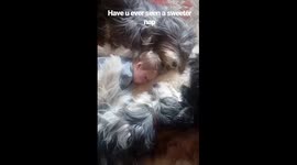 Adorable dogs and baby all nap together