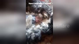 Newsflare Edit - Adorable dogs and baby all nap together