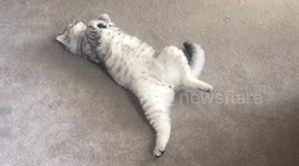 Cat in oddball sleeping position