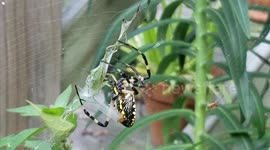 Yellow and Black Orb Weaver Eating Katydid.