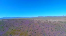 Chile's Atacama desert erupts in a blanket of wildflowers