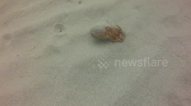 Octopus at Talland Bay