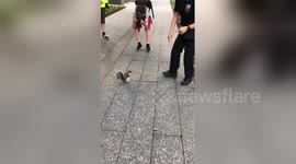 Newsflare Edit - You won't believe what this NYPD cop did to this squirrel!