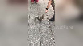 New York police officer hand feeds squirrel
