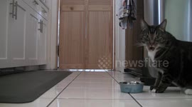 Pippy the Cat Opens the Door - Looking for More Food!
