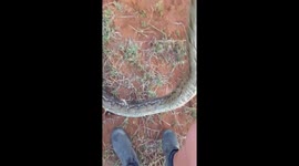 Relocating huge african rock python