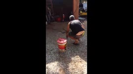 Removing black mamba from a house