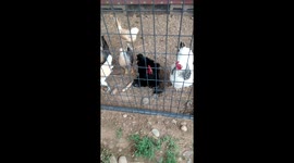 Napoleon The Rooster