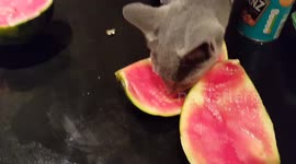 Kitten loves the taste of watermelon