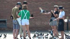 Tourists like feeding pigeons despite health warnings
