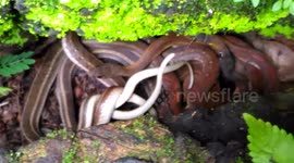 Terrified family spots huge tangle of snakes in their backyard