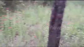 3.9m Southern African Python relocated out of a tree