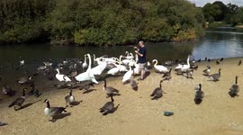 Man feeding swan and geese at Hollow pond, Leytonstone
