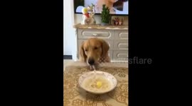 Dog eats one-strand noodle
