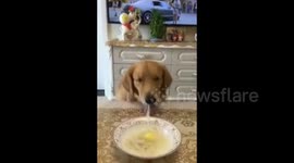 Dog eats a very long noodle