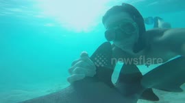Diver 'hitches' a ride on a nurse shark