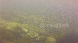 Bait Ball at Talland Bay