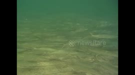 Somalia. Somaliland. Berbera (2) Underwater video, snorkel. Fishes Cardumen. 2016