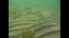 Somalia. Somaliland. Berbera (3) Underwater video, buceo, snorkel. Peces de colores. 2016
