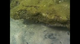 Somalia. Somaliland. Berbera (4) Underwater video, buceo, snorkel. Weird fish. Pez raro bajo una roca. 2016