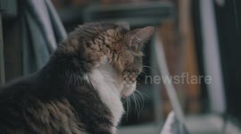 Cute cat yawns in slow motion