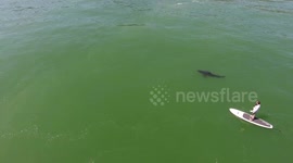 Shark swims right below kayakers in California
