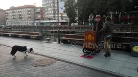 The Dog Whisperer - Cute Dog