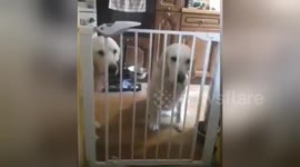 Newsflare Edit - Dog Is Very Clever and opens stairgate