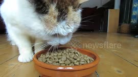 Cat enjoys her biscuits