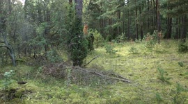 Fox caught live on forest