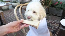 Silly Dog Eats Bone Marrow for First Time at Fancy French Restaurant