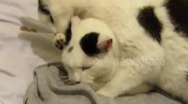 Cat Helps His Younger Brother To Clean Himself