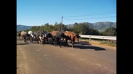 Swaziland. Lobamba (1) Vacas corriendo. Cows running. 2016