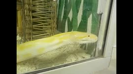 Swaziland. Lobamba (15) Yellow snake very active. Serpiente amarilla activa en terrario. 2016