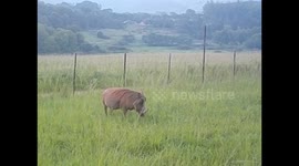 Swaziland. Mlilwane Wildlife Sanctuary (15) Warthogs eating. Jabalís comiendo. 2016