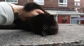 Cute black cat huging
