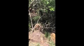 Capture of a 3.5m Python that swallowed a baby Black Impala