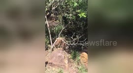Newsflare Edit - Capture of a 3.5m Python that swallowed a baby Black Impala
