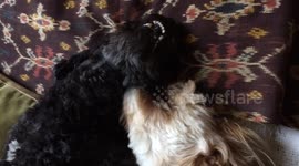 2 cute dogs having a fight...