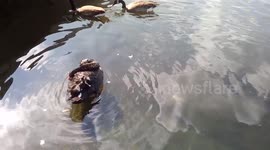 Children feeding geese at Serpentine in Hype park