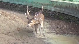 Wounded deer rescued by Indonesian zoo staff