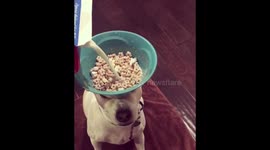 Patient dog balances cereal bowl on head while owner pours milk in
