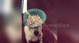 Newsflare Edit - Dog balances Cereal Bowl while Pouring in Milk