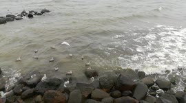 Birds flying high above a beach Palanga Lithuania