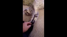 Needy Kitty